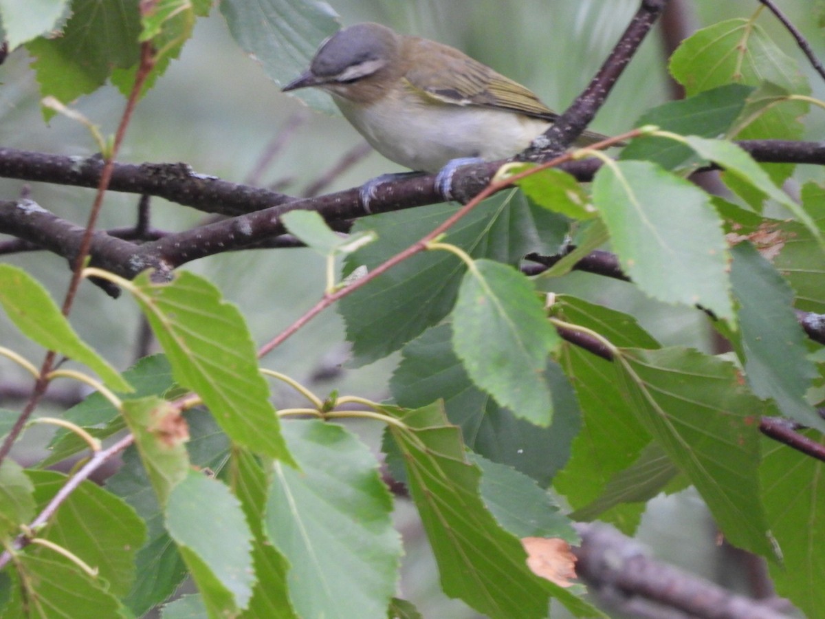 Red-eyed Vireo - Sara Nagel