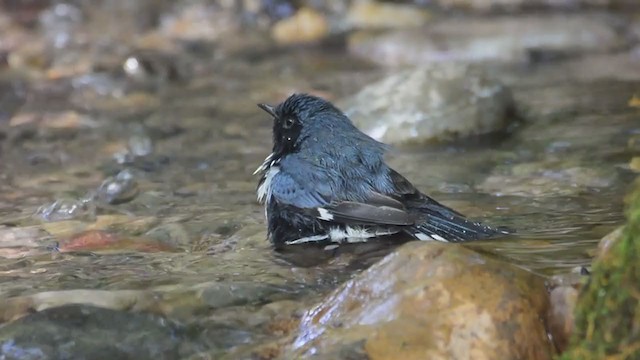 Black-throated Blue Warbler - ML359251611