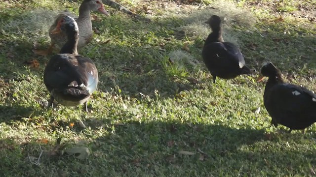 Muscovy Duck (Domestic type) - ML359251851