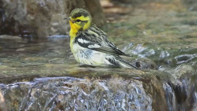 Blackburnian Warbler - ML359252461