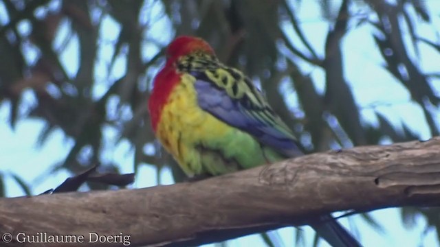 Eastern Rosella - ML359252571