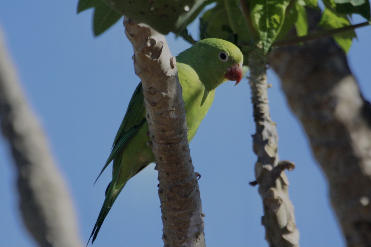 Yellow-chevroned Parakeet - Nicolas Main