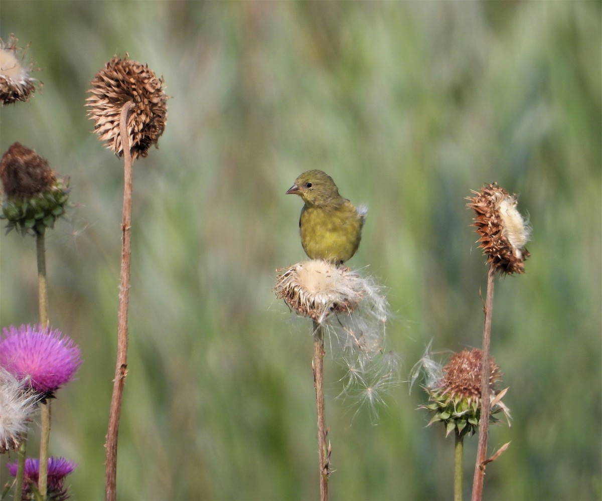 Lesser Goldfinch - ML359253811