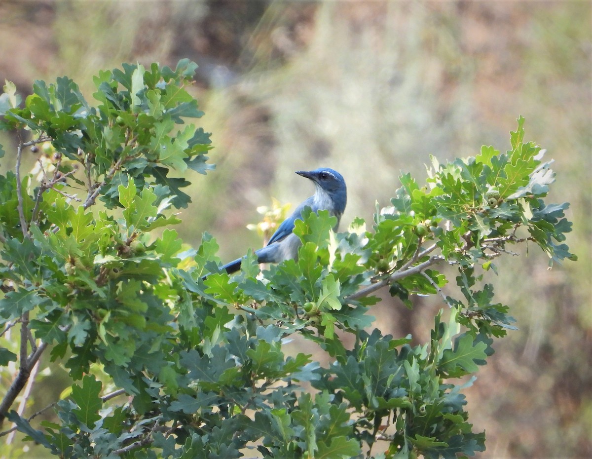 Woodhouse's Scrub-Jay - ML359253901