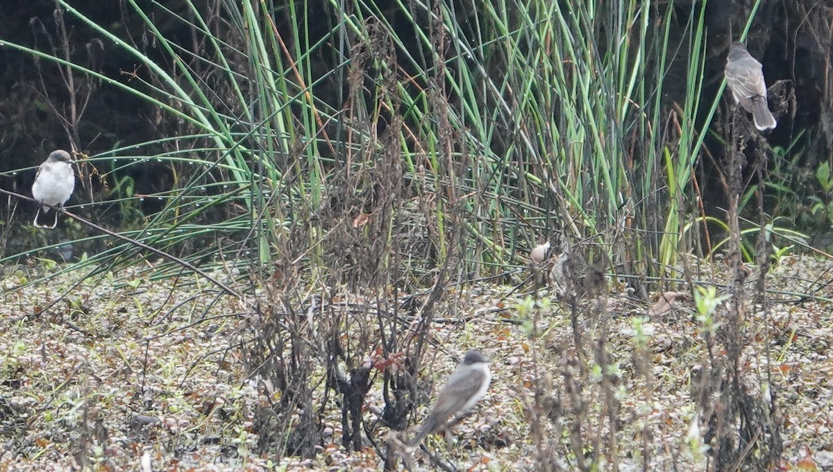 Schieferrücken-Königstyrann - ML359255461