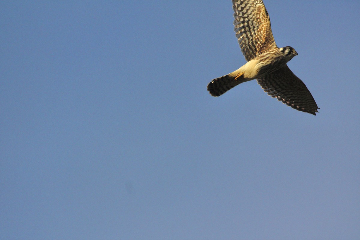 American Kestrel - ML359256191