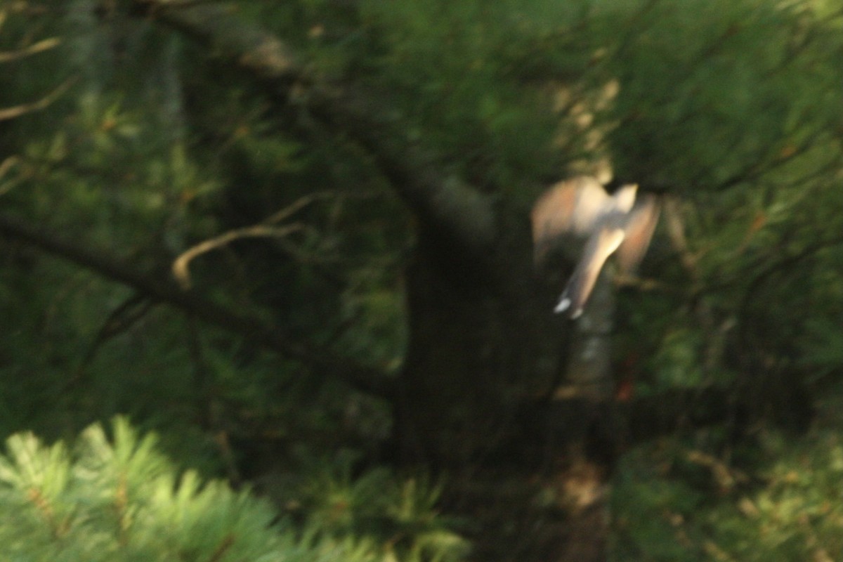 Yellow-billed Cuckoo - ML359256261