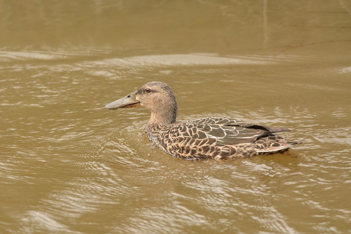 Australasian Shoveler - ML35925631