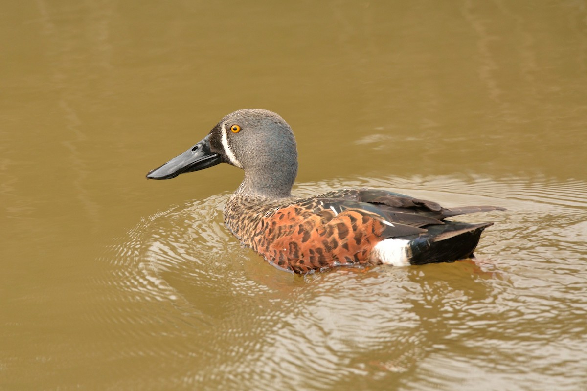 Australasian Shoveler - ML35925651