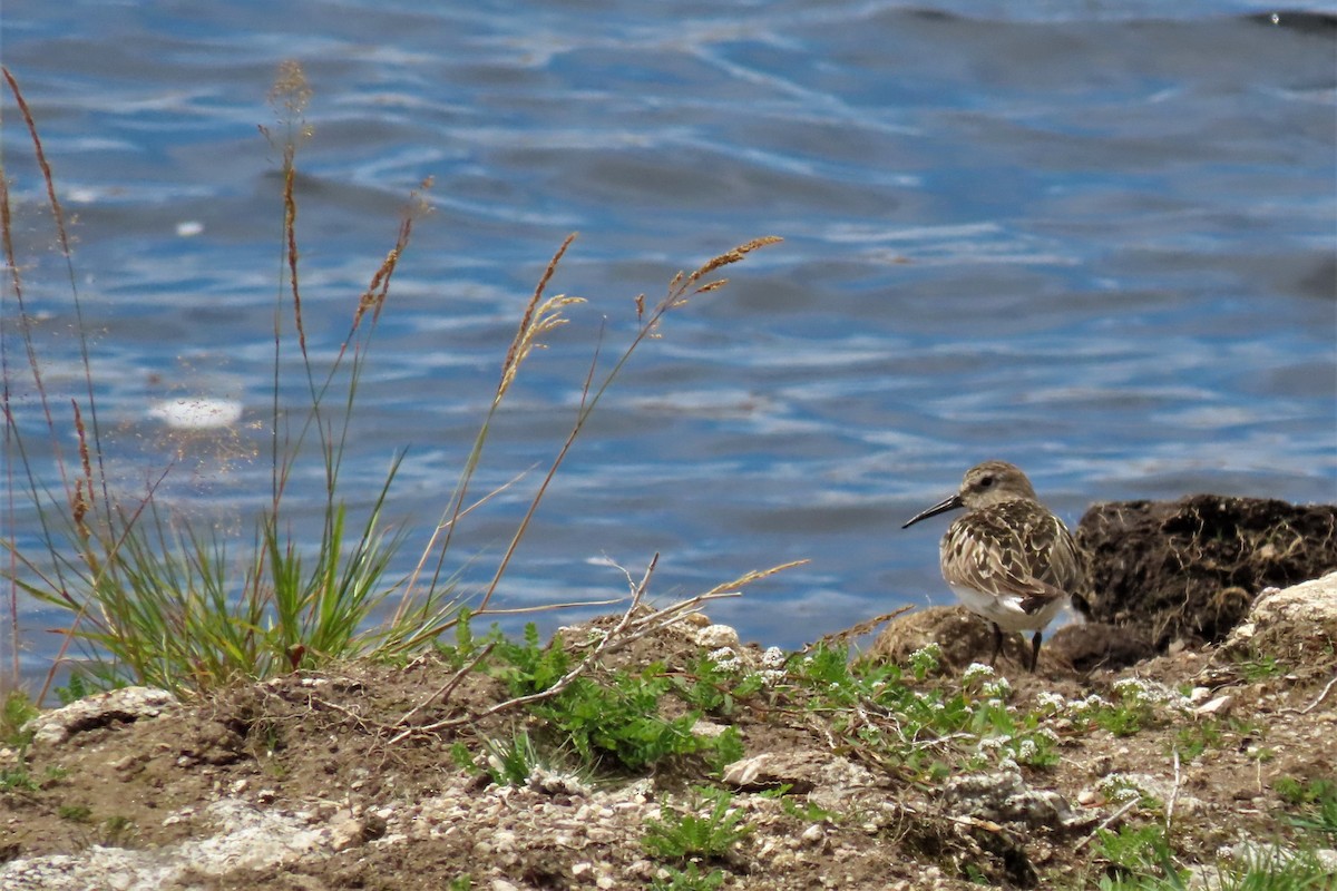 Dunlin - Paulo Alves