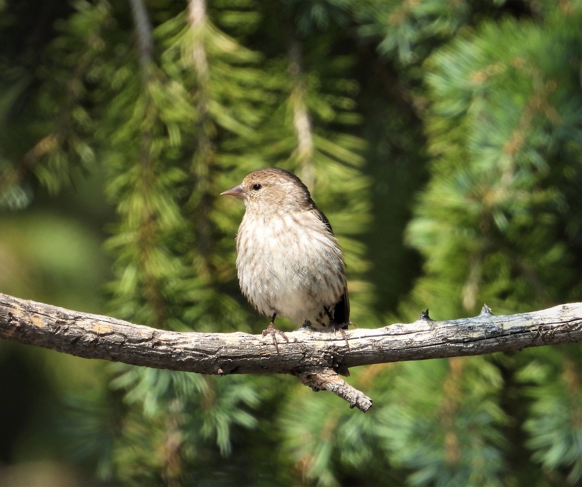 Pine Siskin - ML359256941