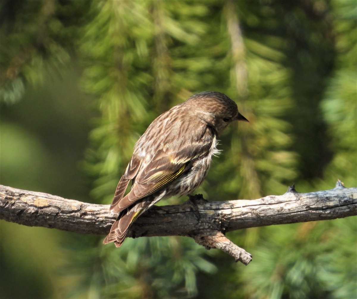 Pine Siskin - ML359257001