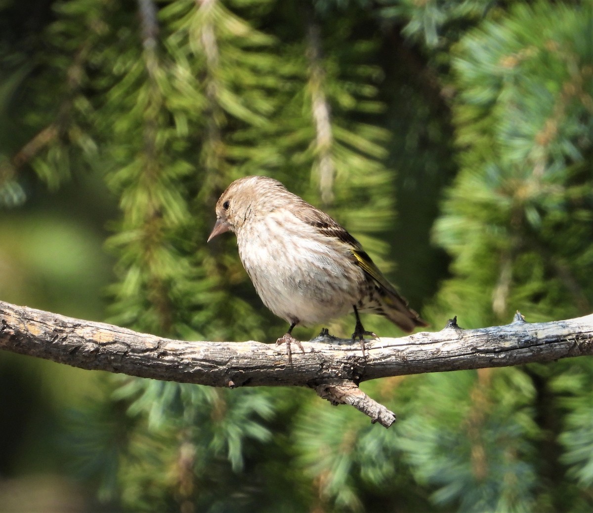 Pine Siskin - ML359257051