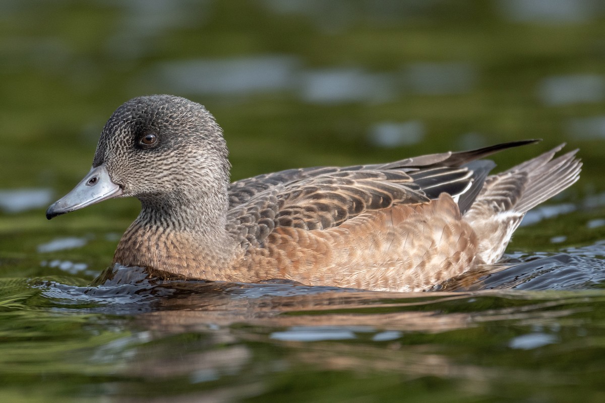 American Wigeon - ML359257661