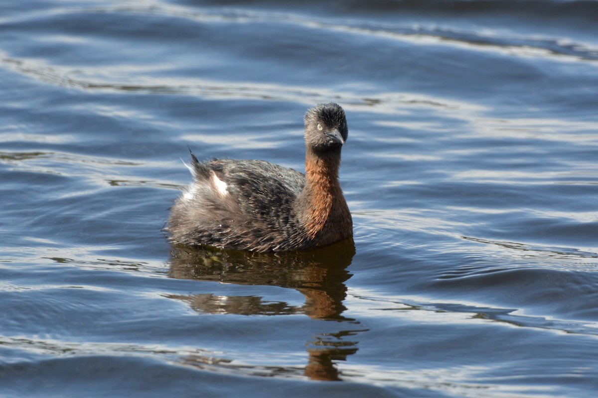 New Zealand Grebe - Christopher Stephens