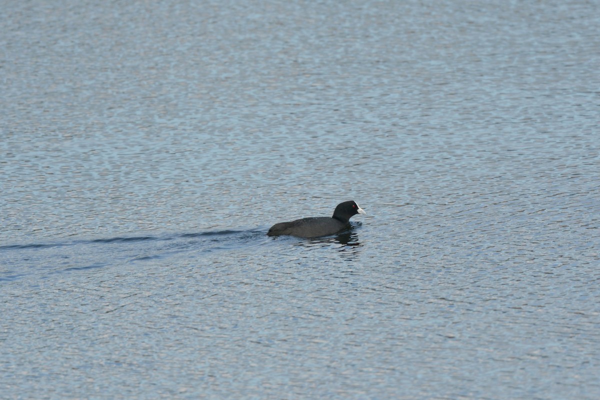 Eurasian Coot - ML35925841