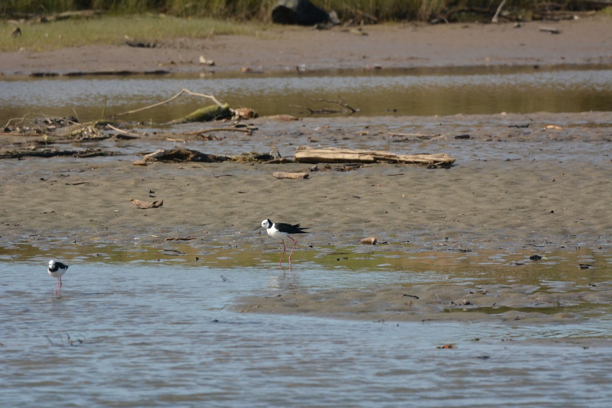 Pied Stilt - ML35925851