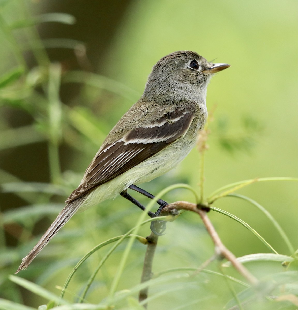 Least Flycatcher - Nancy Devlin