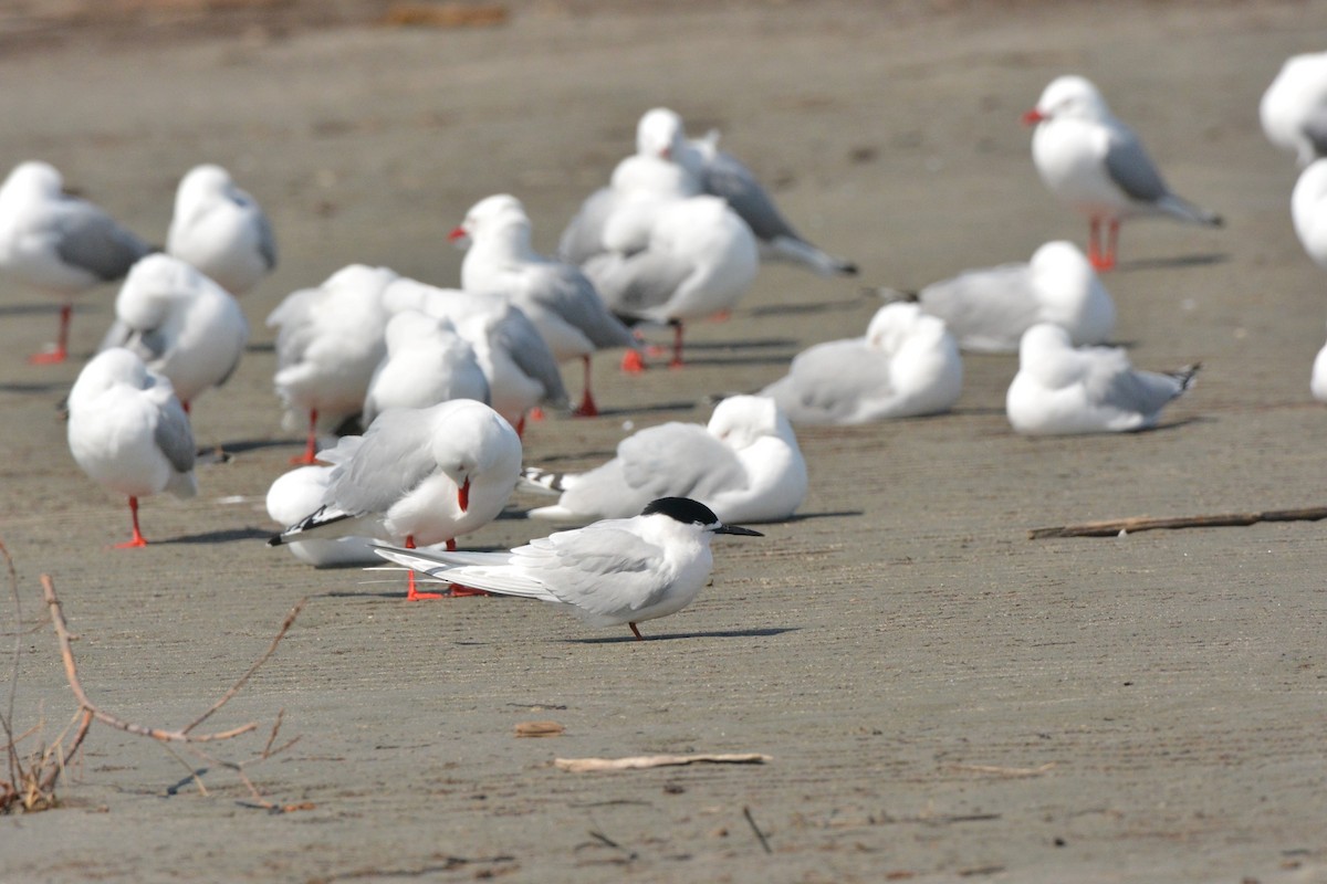 White-fronted Tern - ML35925991