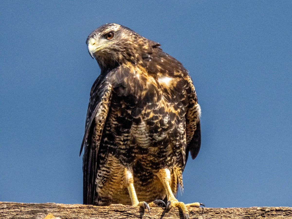 Black-chested Buzzard-Eagle - ML359260151