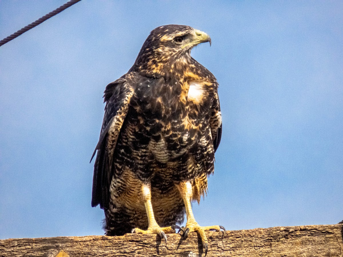 Black-chested Buzzard-Eagle - ML359260161