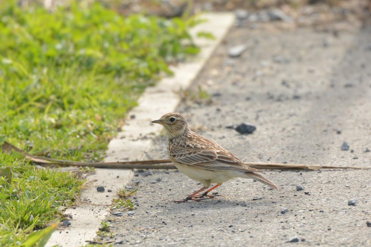 Eurasian Skylark - ML35926071