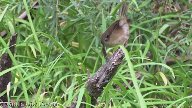 White-browed Scrubwren - ML359261221