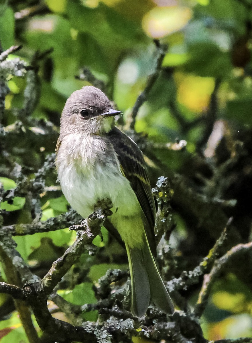 Eastern Phoebe - Ryan Hayes