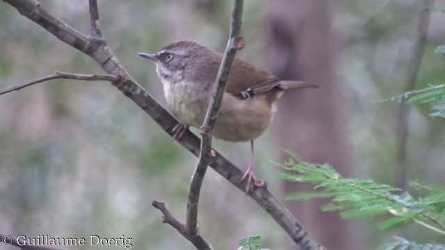 Weißbrauensericornis - ML359261301