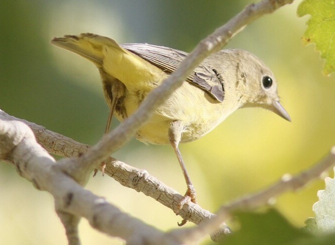 Paruline jaune - ML35926131