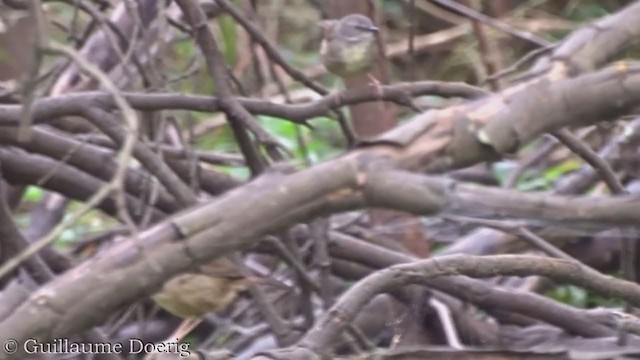 White-browed Scrubwren - ML359261501