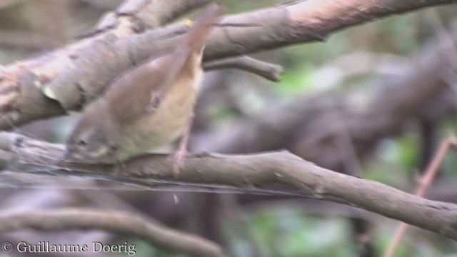 Weißbrauensericornis - ML359261531