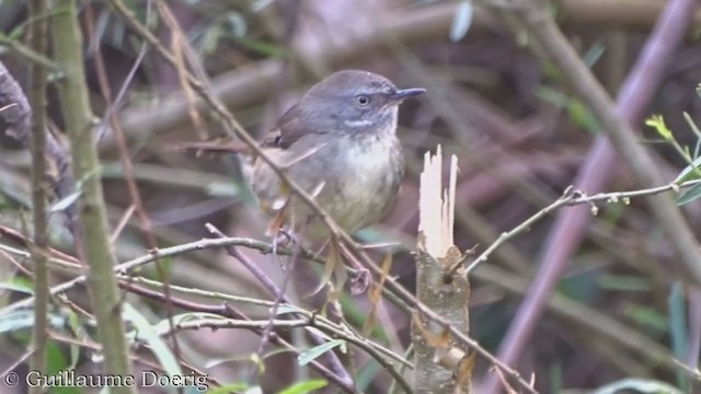 Weißbrauensericornis - ML359261681