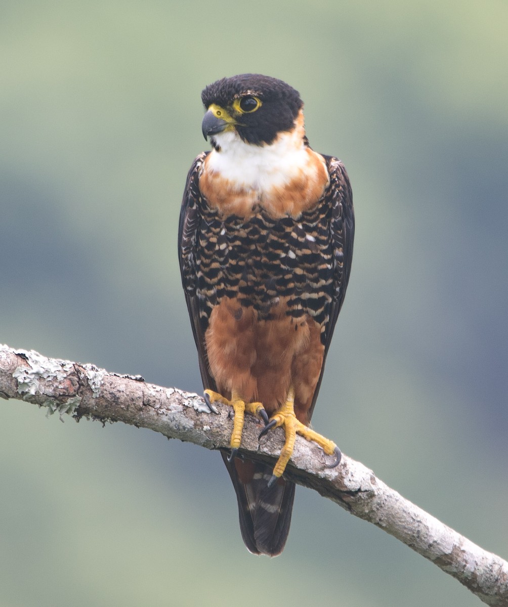 Orange-breasted Falcon - Isaias Morataya