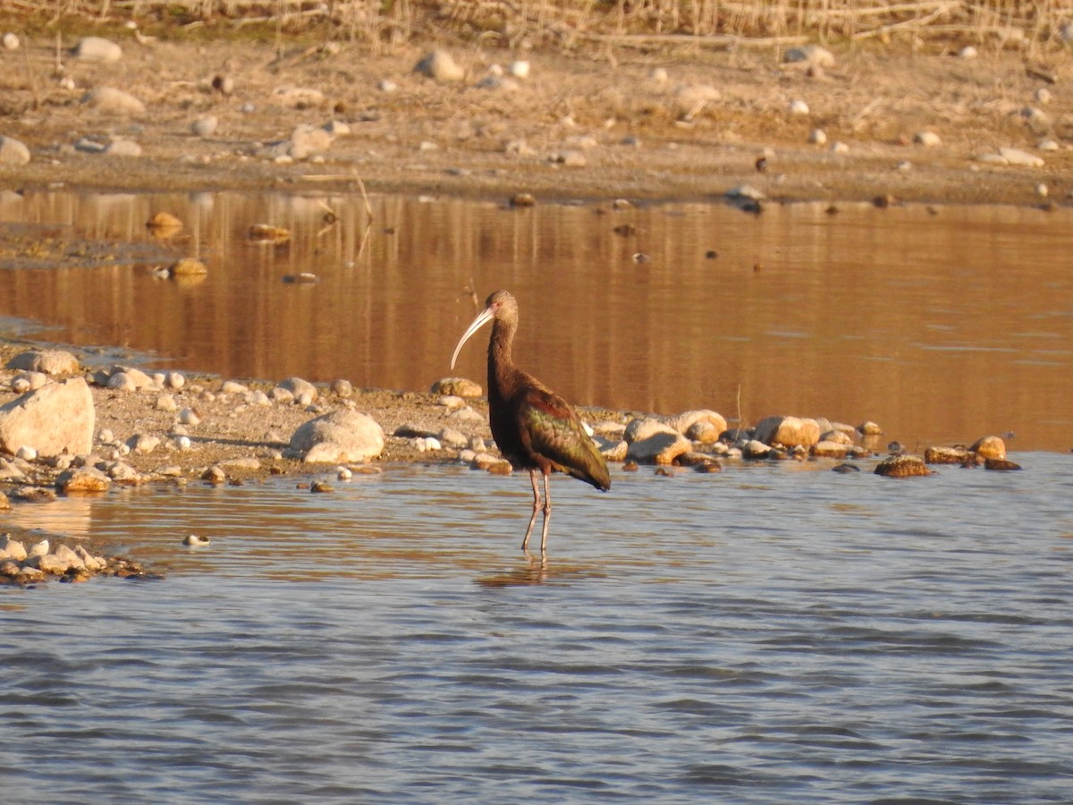 White-faced Ibis - ML359262241