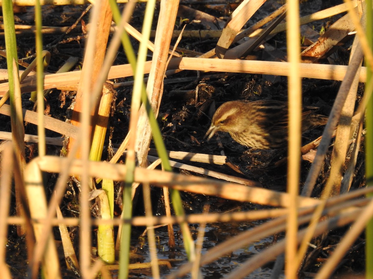 Yellow-winged Blackbird - ML359262451