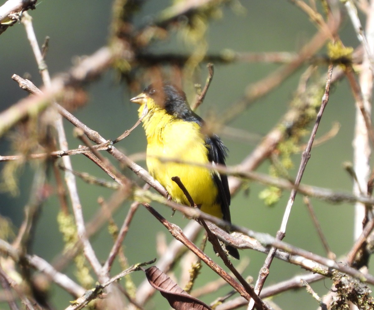 Lesser Goldfinch - ML359264091