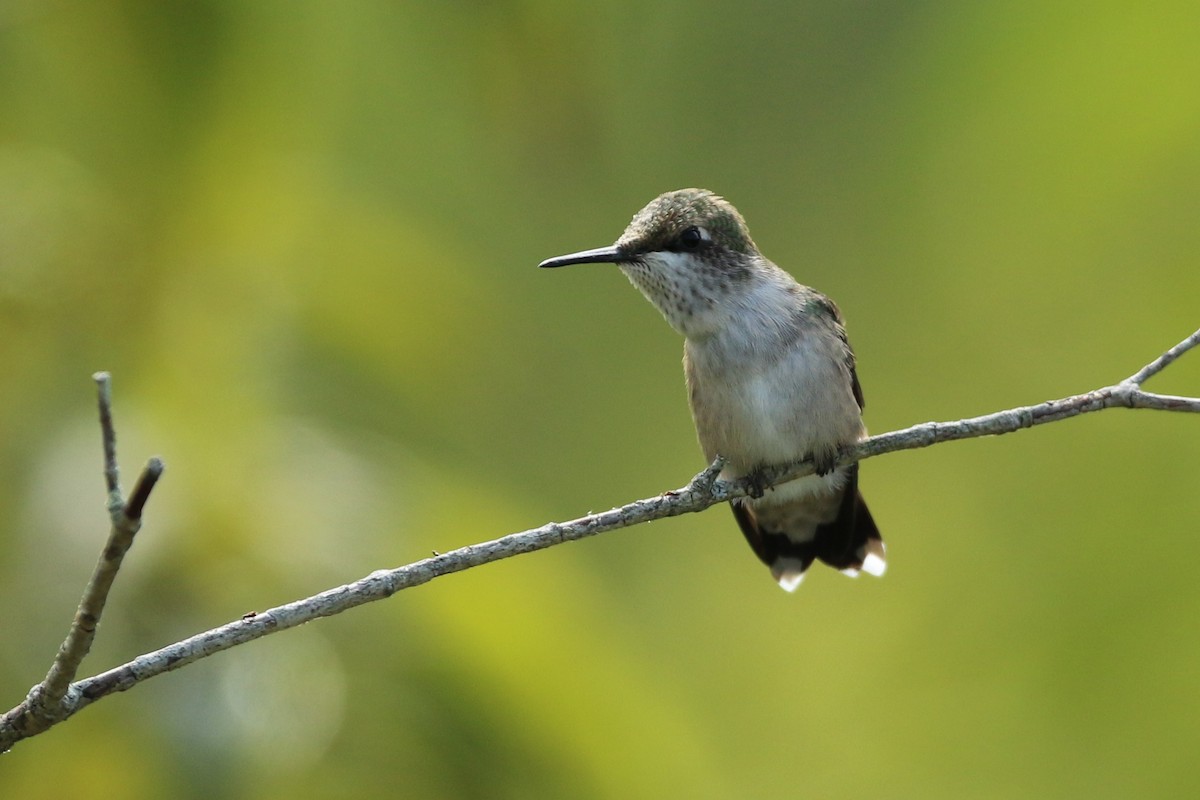 Ruby-throated Hummingbird - ML359264221
