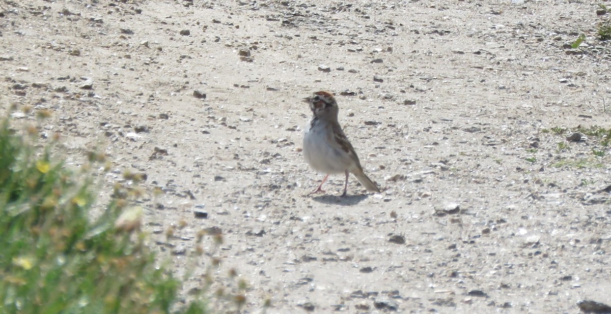 Lark Sparrow - ML359265211