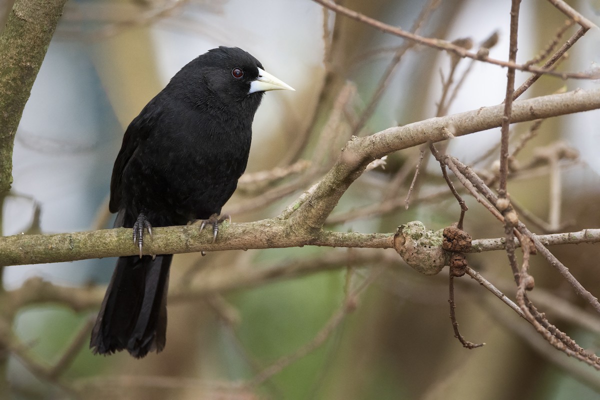 Solitary Black Cacique - ML359265621