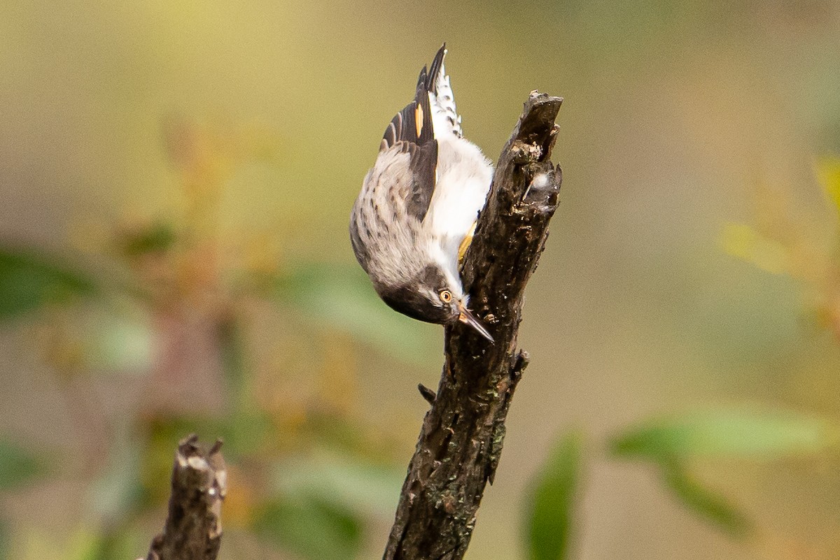 Varied Sittella - ML359267351