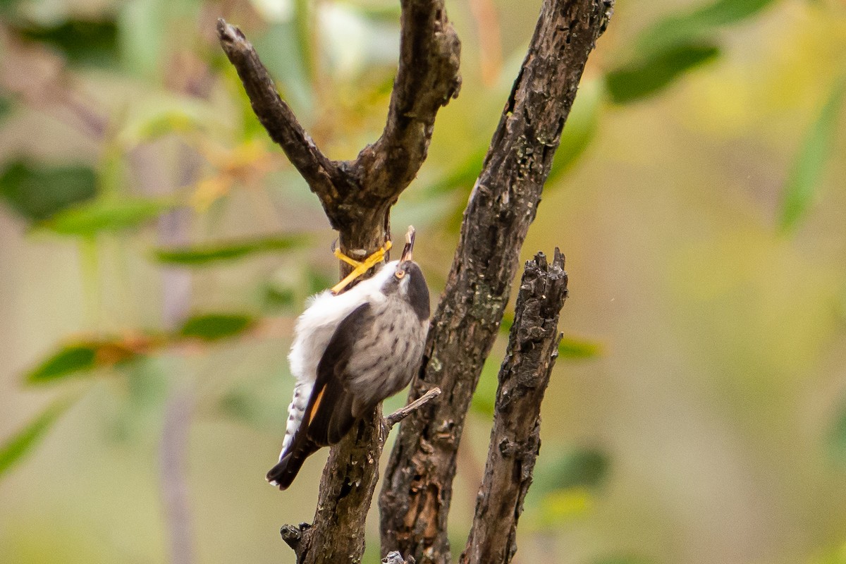 Varied Sittella - ML359267361