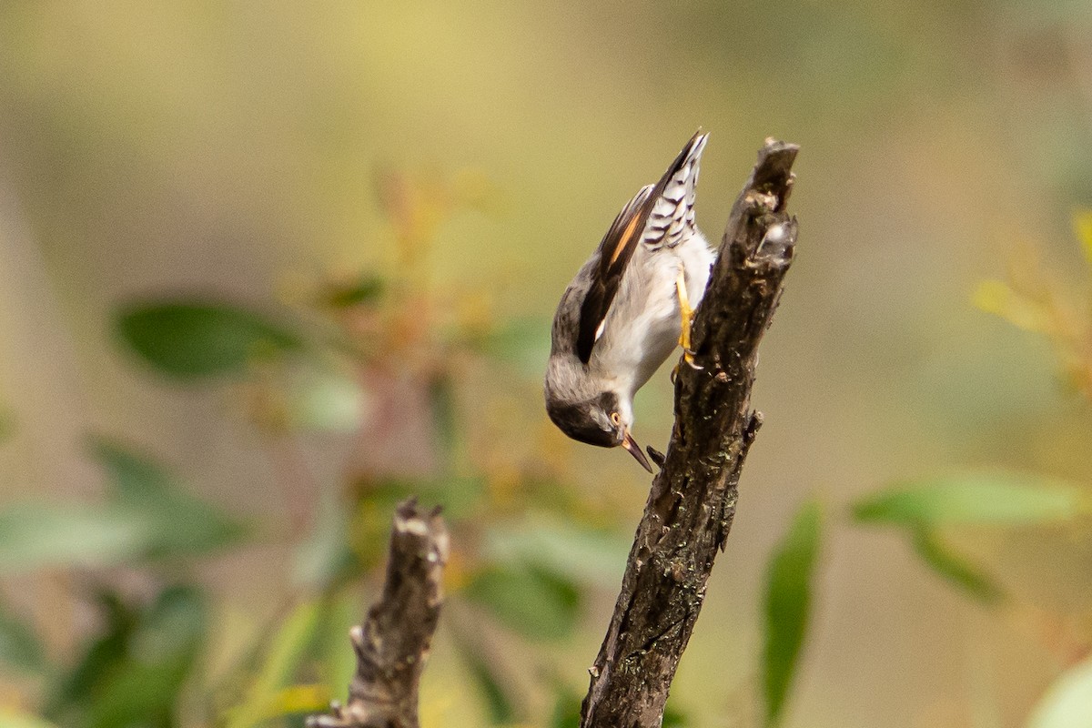 Varied Sittella - ML359267371