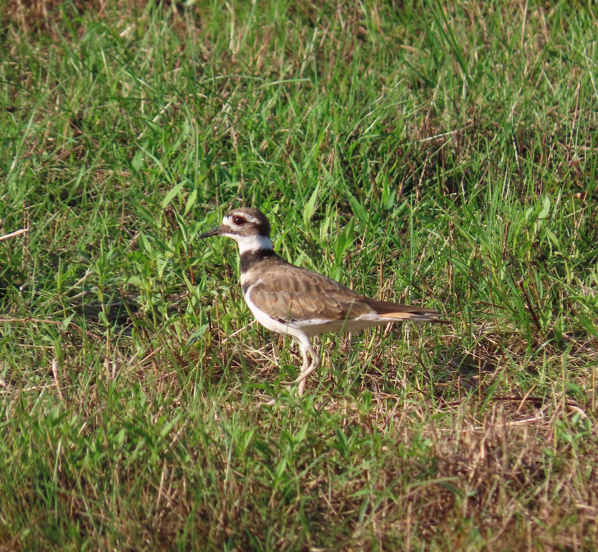 Killdeer - Susan Ells