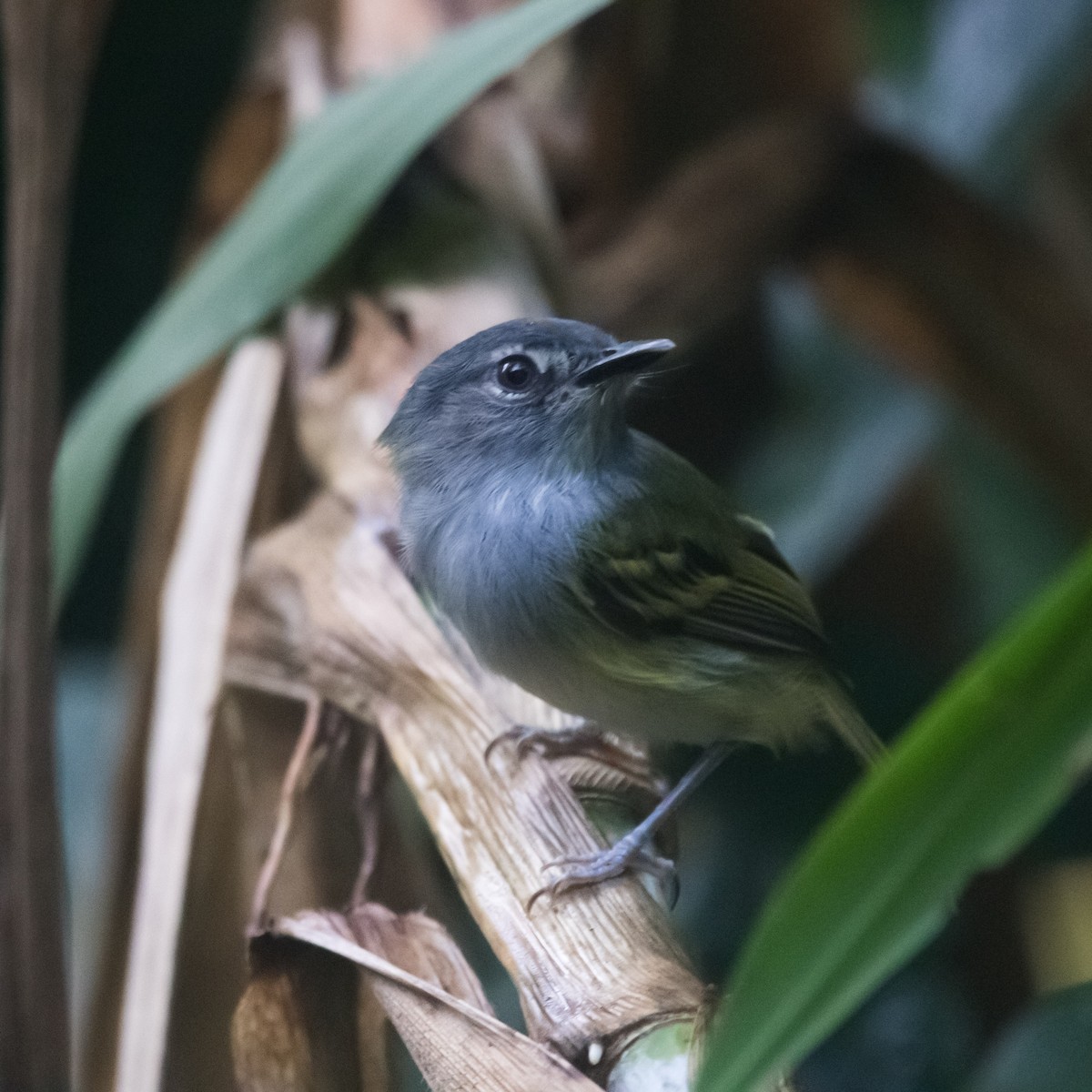 Slate-headed Tody-Flycatcher - ML359268131