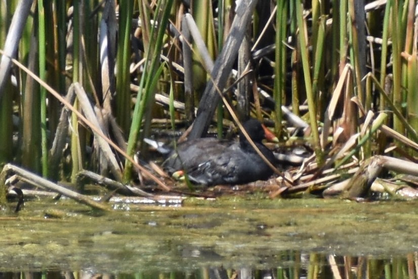 Common Gallinule - Wendy Skirrow