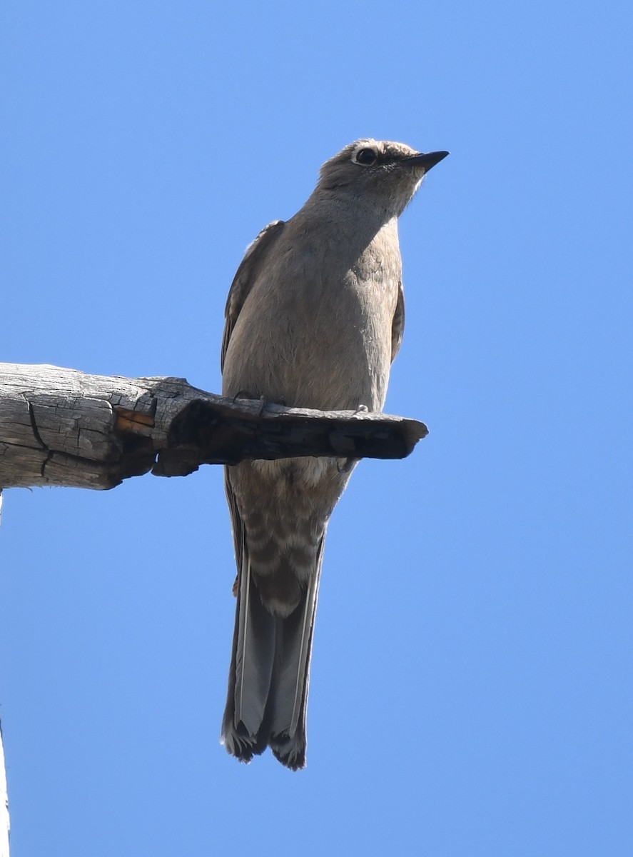 Townsend's Solitaire - ML359268221