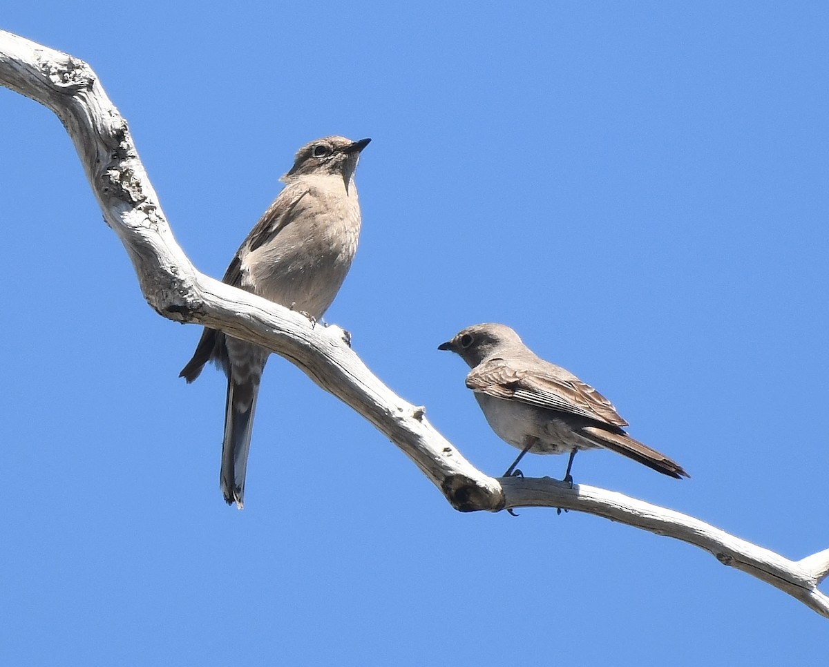 Townsend's Solitaire - ML359268231