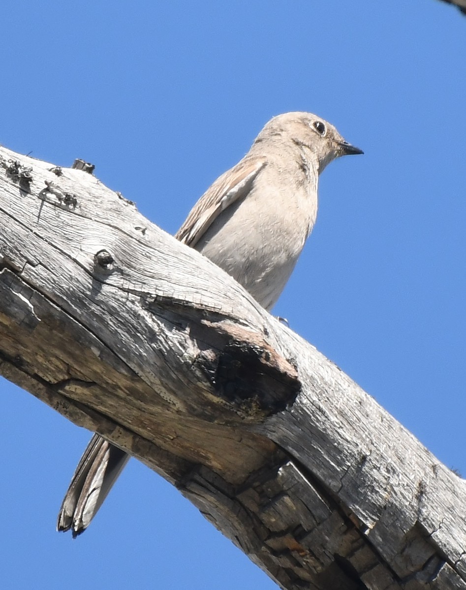 Townsend's Solitaire - ML359268241