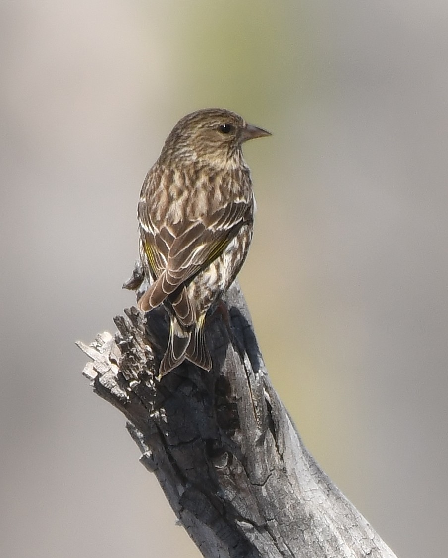 Pine Siskin - ML359268321